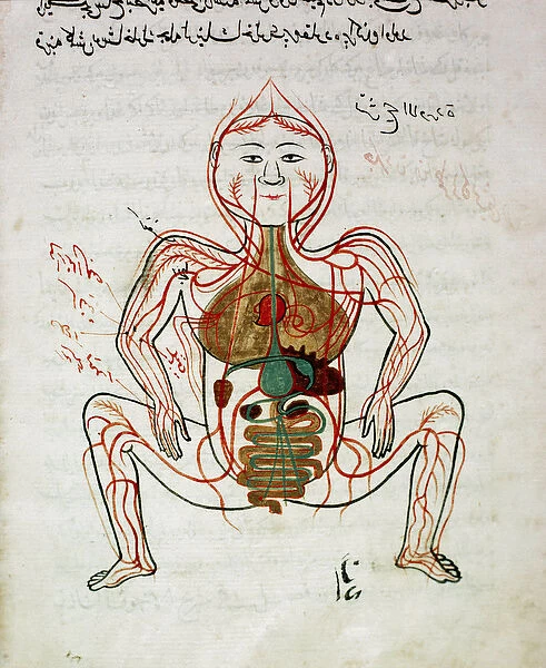 Arabic medicine: 'blood circulation and digestive system'
