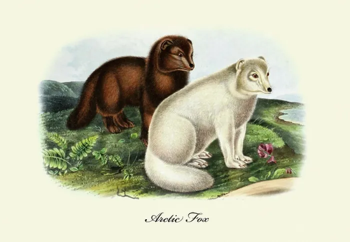 Framed Print : Arctic Fox Framed Print : Arctic Fox