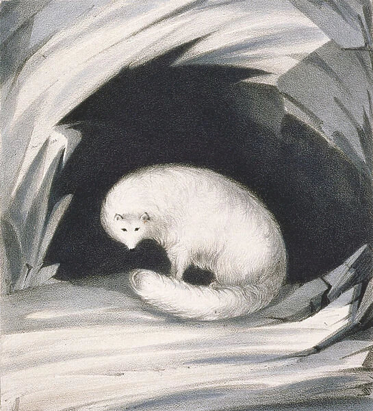 Arctic Fox, from Narrative of a Second Voyage in Search of a North-West Passage