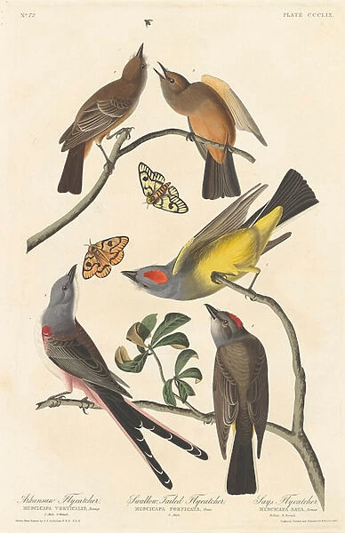 Arkansaw Flycatcher, Swallow-tailed Flycatcher and Says Flycatcher
