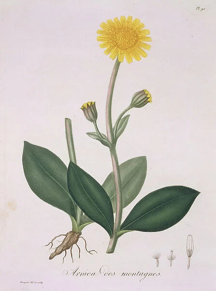Arnica Montana from Phytographie Medicale by Joseph Roques (1772-1850)