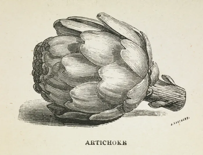 Framed Print : Artichoke. BL3305410 Artichoke'.; British Library, London, UK; (add.info. Framed Print : Artichoke. BL3305410 Artichoke'.; British Library, London, UK; (add.info.