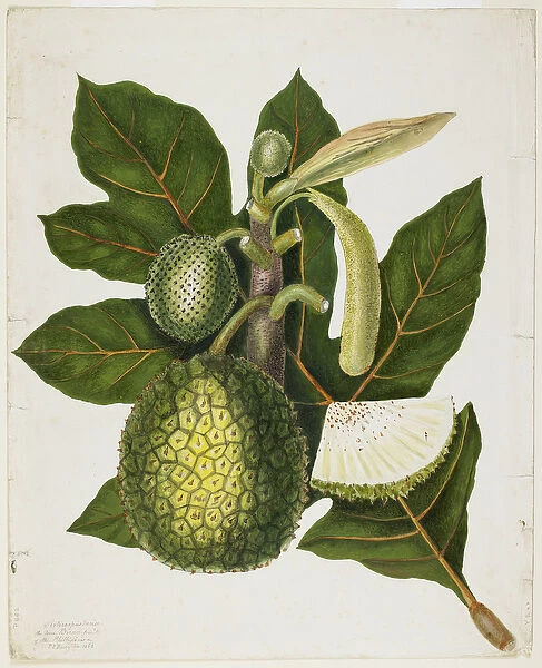 Artocarpus Incisa (The True Bread-fruit  /  of the Phillipines)