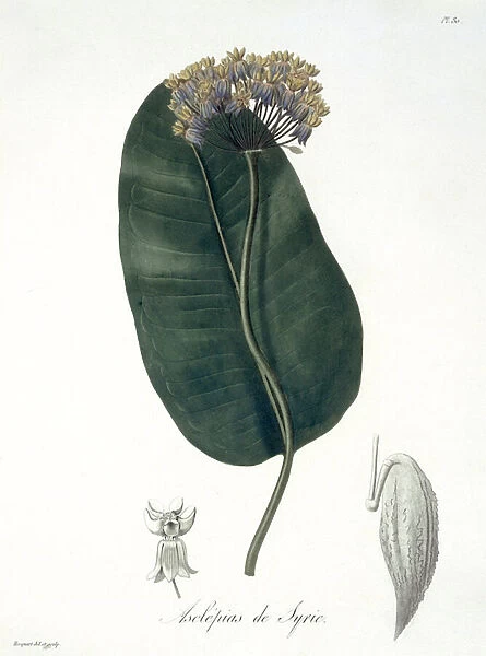 Asclepias Syriaca from Phytographie Medicale by Joseph Roques (1772-1850)