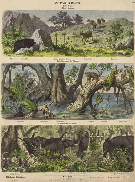 Asia: mountain animals and plants; flooding in eastern India; catching elephants in Ceylon (coloured engraving)