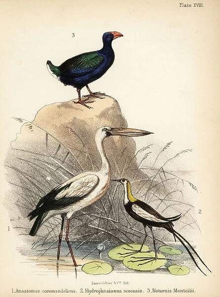 Asian openbill, pheasant-tailed jacana and takahe. 1855 (lithograph)