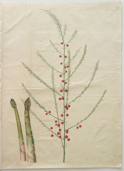 Asparagus officinalis from the album Gottorfer Codex, c. 1650 (gouache on parchment)