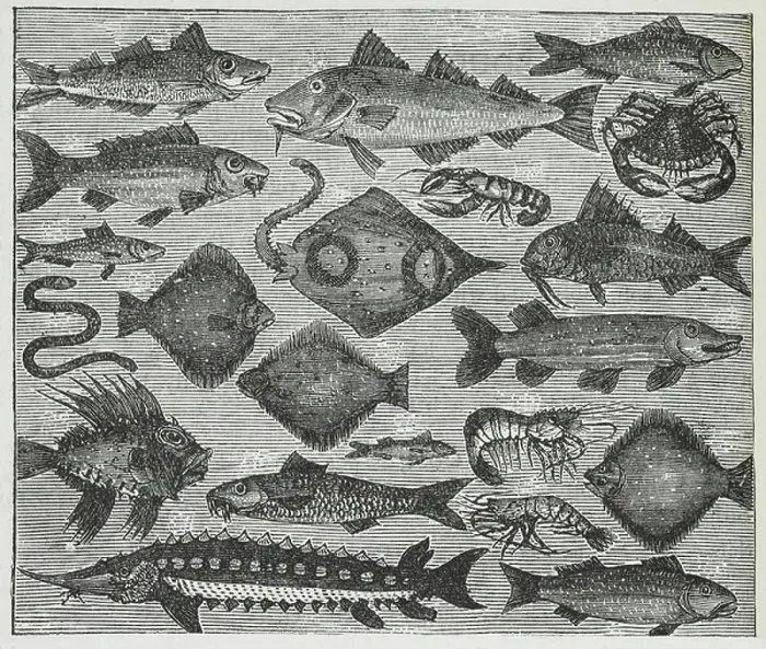 Framed Print : Assorted Fish