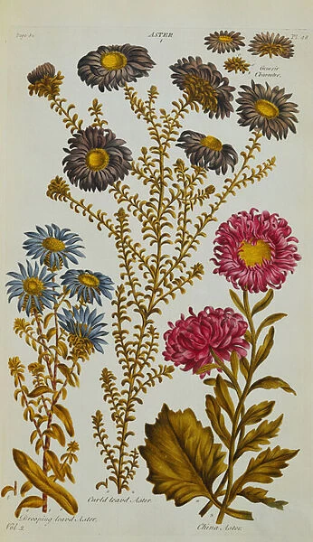 Aster, 1759-73 (hand-coloured engraving)