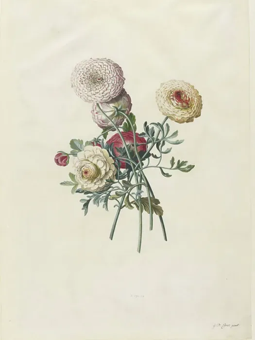 Framed Print : Asters. SC27780 Asters by Ehret, Georg Dionysius 