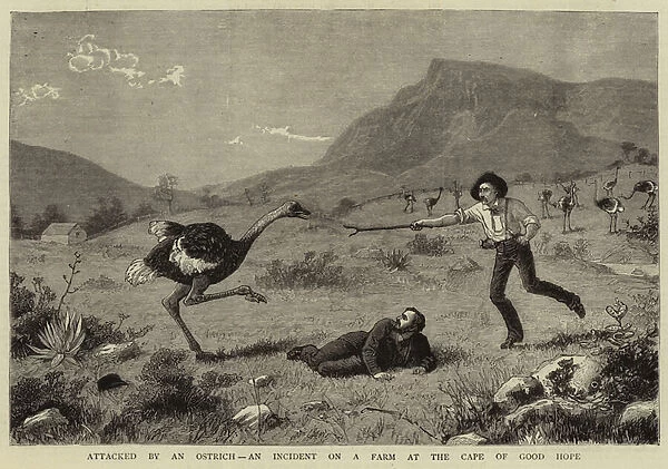 Attacked by an Ostrich, an Incident on a Farm at the Cape of Good Hope (engraving)