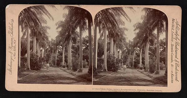 Avenue of royal palms, Queens Hospital grounds, Honolulu, Hawaiian Islands