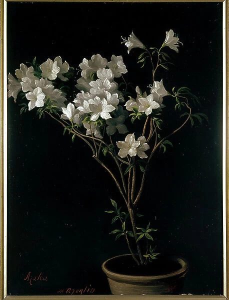 Azalea, 1850 (Oil on canvas)