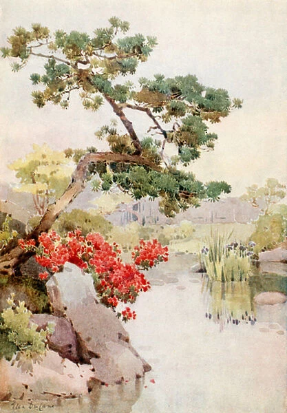 Azalea and Pine-tree (colour litho)
