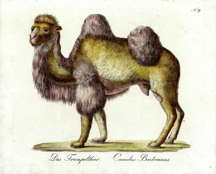 Framed Print : The Bactrian Camel (print) Framed Print : The Bactrian Camel (print)