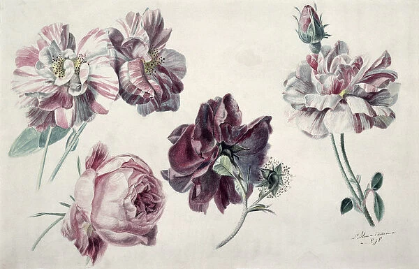 Roses. BAL25114 Roses by Alma-Tadema, Lawrence 