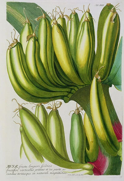 Banana, engraved by Johann Jakob Haid (1704-67) plate 19 from a botanical book, pub