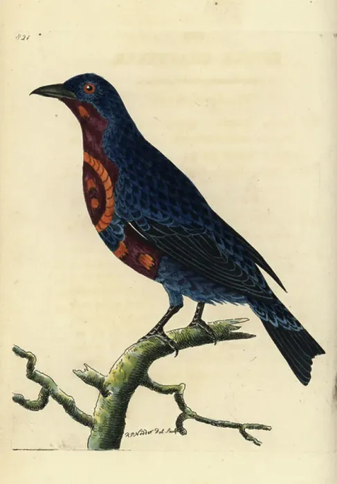 Framed Print : Banded cotinga, Cotinga maculata, endangered (Superb chatterer, Ampelis superba).Illustration drawn and engraved by Richard Polydore Nodder. Handcoloured copperplate engraving from George Shaw and Frederick Nodder's The Naturalist's Miscellany