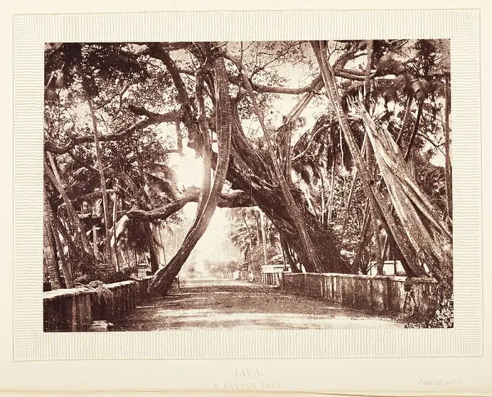 Framed Print : A Banyan tree, Java, 1875 (b / w photo) Framed Print : A Banyan tree, Java, 1875 (b / w photo)