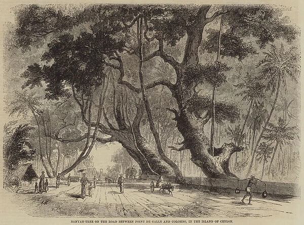 Banyan-Tree on the Road between Point de Galle and Colombo, in the Island of Ceylon (engraving)