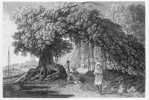 A Banyan Tree, from Travels in India in in the Years 1780-83 by William Hodges