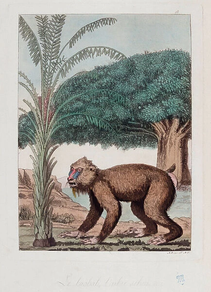 Baobab, date palm and monkey in Ethiopia - in 'The old and modern costume'by Ferrario, ed Milan, 1819-20