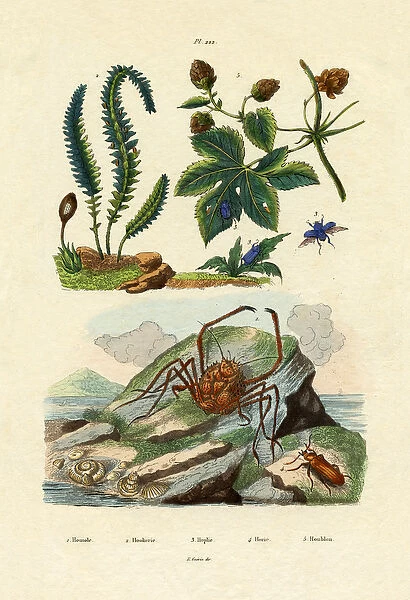Barberry, 1833-39 (coloured engraving)