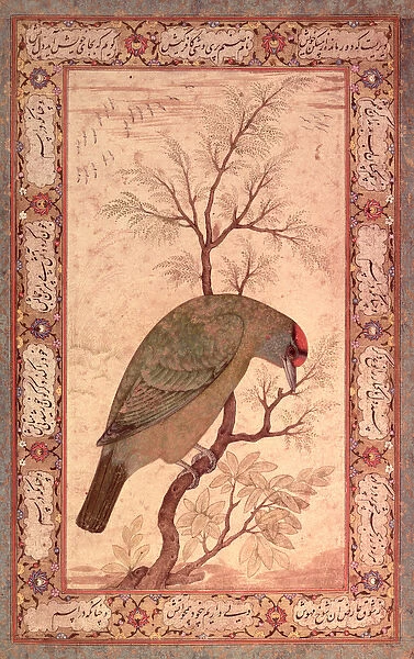 A Barbet (Himalayan blue-throated bird) Jahangir Period, Mughal, 1615