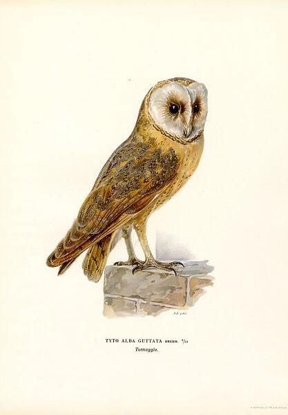 Barn Owl (colour litho)
