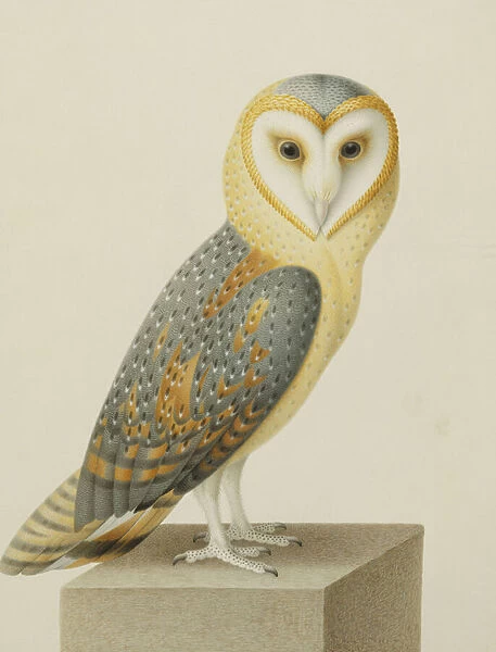 A Barn Owl (Tyto Alba), (black chalk, bodycolour, with gold border, on fine vellum)