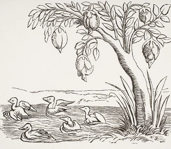 Barnacle Geese, after a woodcut in Cosmographie Universelle, 1552