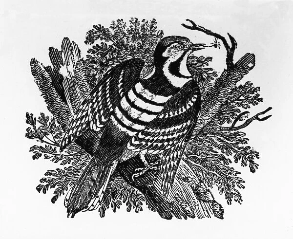 The Barred Woodpecker, illustration from The History of British Birds by Thomas Bewick