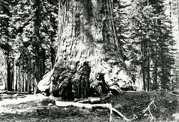 Base of the Grizzly Giant, c. 1860s (b  /  w photo)