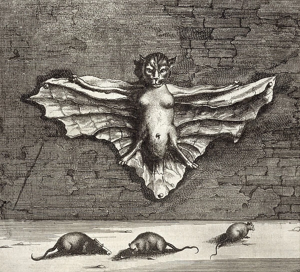 A Bat known as a Flying Cat, from China Illustrated