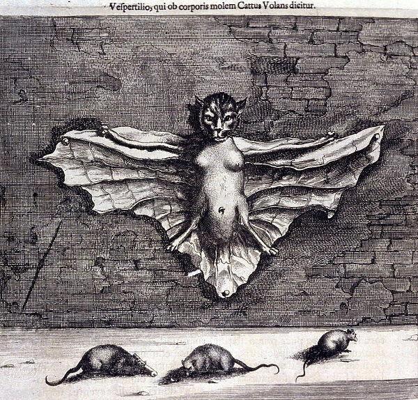 Bats and rats. 'De China Monumenta'by Athanasius Kircher (1601 - 1680), Jesuit