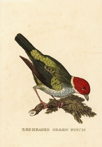 Bay-headed tanager, Tangara gyrola