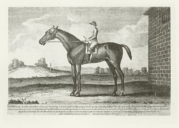Bay Malton, foaled 1760 (b  /  w photo)