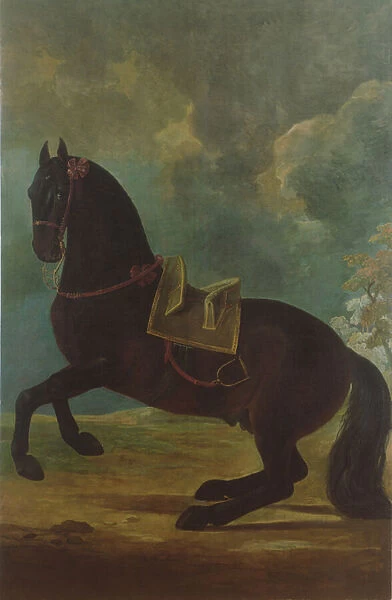 The Bay Stallion with spanish saddle