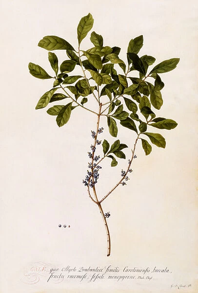 Bayberry or Myrtle, c. 1746 (hand-coloured engraving)
