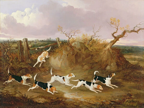 Beagles in Full Cry, 1845 (oil on canvas)
