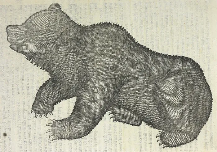 Framed Print : A bear. BL3293982 A bear.; British Library, London, UK; (add.info.