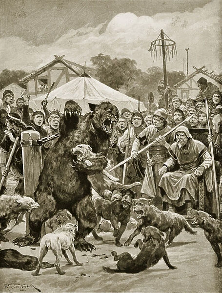 Bear Baiting in Saxon Times, illustration from Hutchinsons Story of the British Nation, c. 1920 (litho)