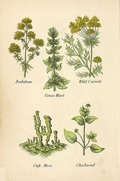 Bedstraw, Cross Wort, Wild Carrots, Cup Moss, Chickweed (colour litho)