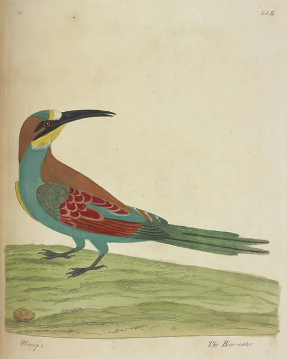 Framed Print : The bee-eater