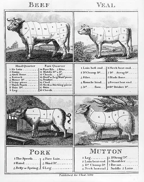 Beef, Veal, Pork, and Mutton Cuts, 1802 (engraving) (b  /  w photo)