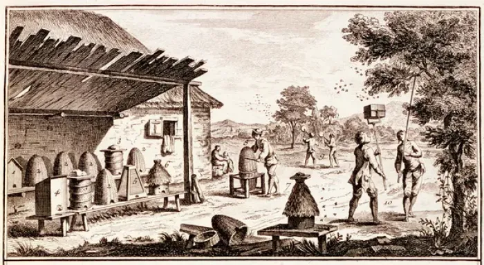 Framed Print : Beekeeping, from Dictionary of Sciences, c. 1770 (engraving) (detail of 746836)