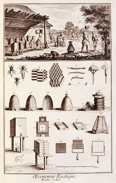 Beekeeping, from Dictionary of Sciences, c. 1770 (engraving) (see also 746839)