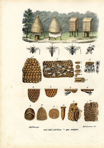 Bees, 1863-79 (colour litho)