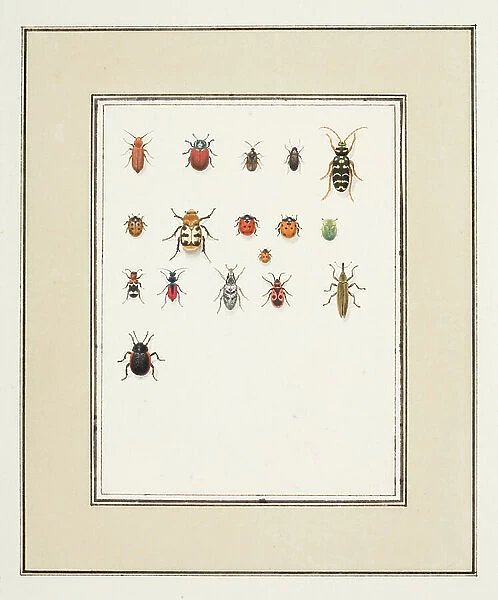 Beetles, c. 1755-65 (w / c on paper)