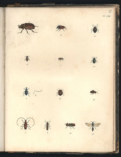 Beetles and Wasps, Pl. XXII, illustration from Recueil d